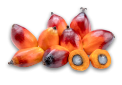 group-oil-palm-fruits-isolated-white-background-clipping-path 1